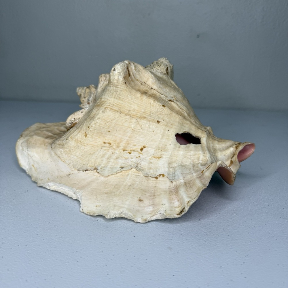 Large 9"+ Vibrant Natural Queen Conch Seashell w/ Pink Interior.